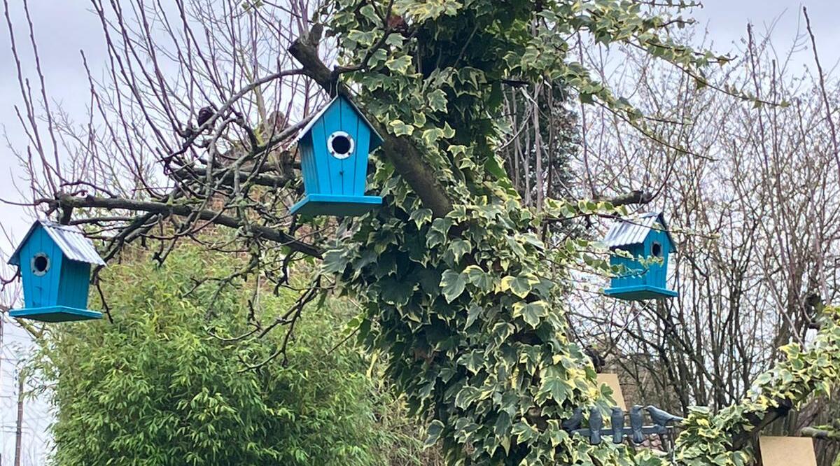 Aidons les oiseaux à passer l'hiver dans nos jardins